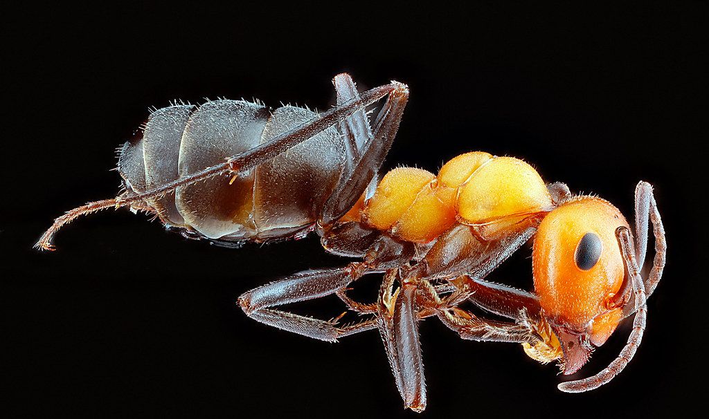 Ant Control service in Minot, ND