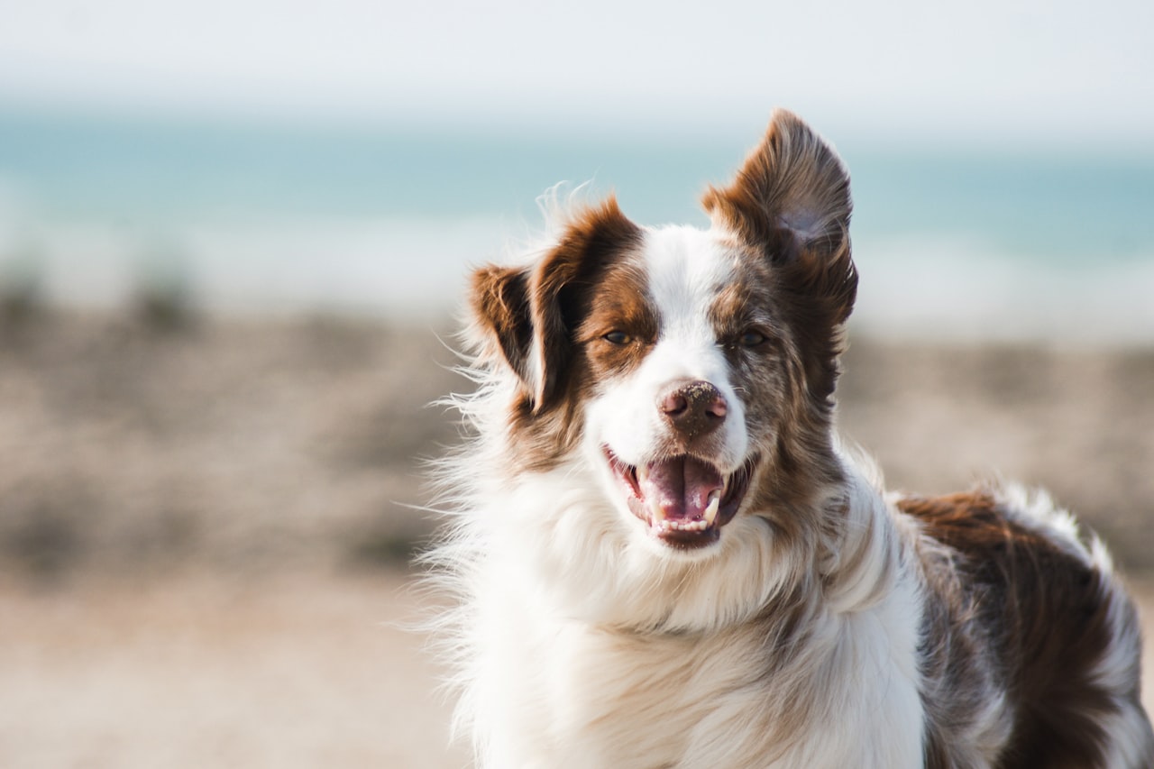 Flea & Tick Control service in Minot, ND