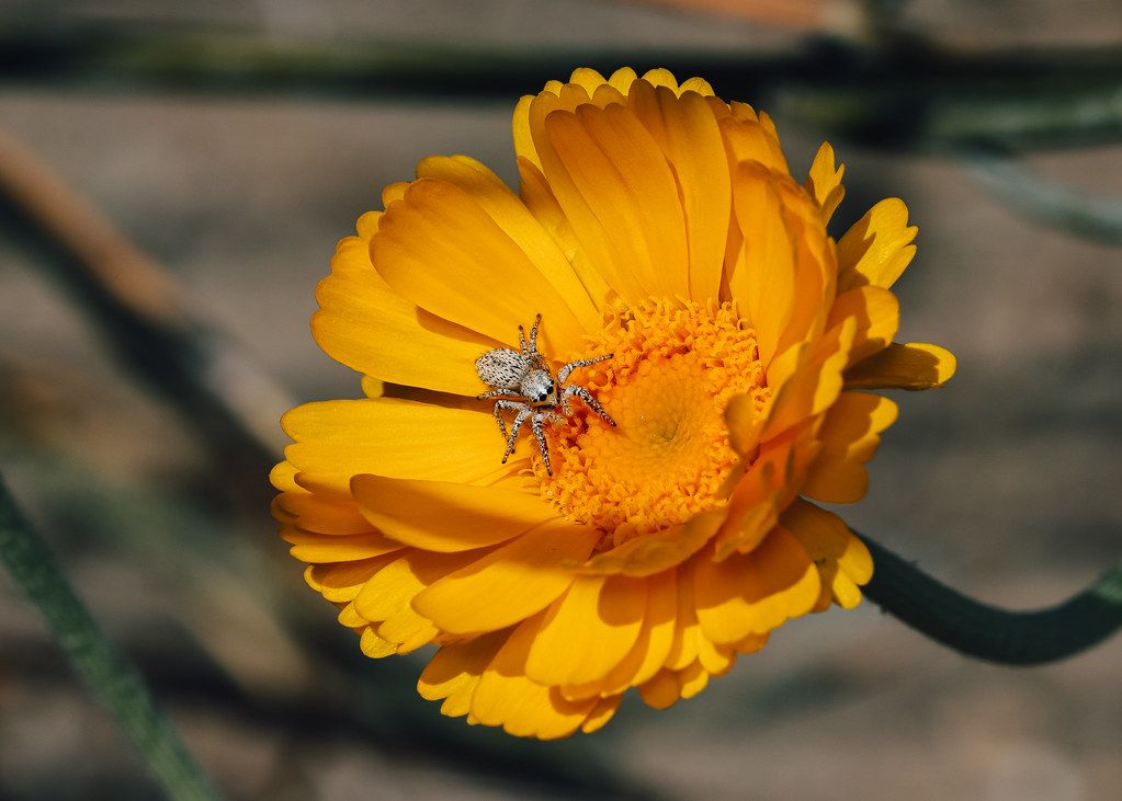 Spider Control service in Minot, ND